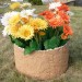 Цветник КАНЬОН купить в Брянске